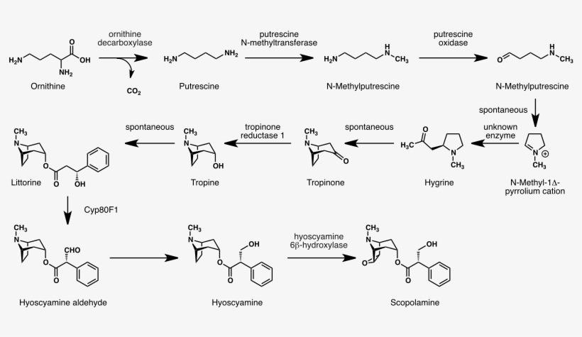 Scopolamine Biosynthesis - Svg - Scopolamine Biosynthesis, transparent png #5687191