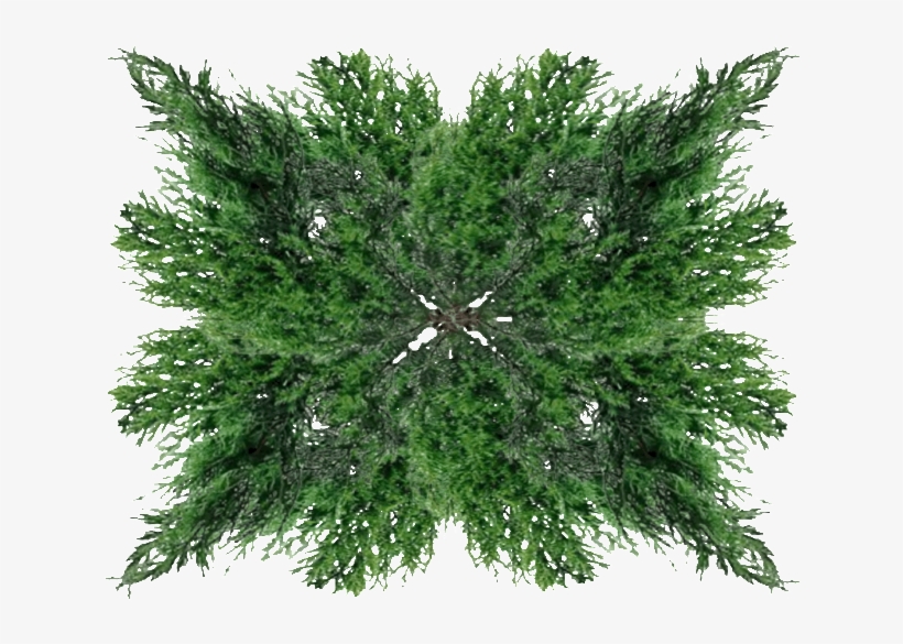 Photo Treetoproof - Grass, transparent png #5687997