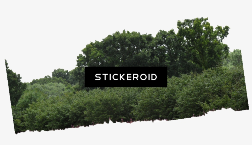 Bushes - Shortleaf Black Spruce, transparent png #5688280