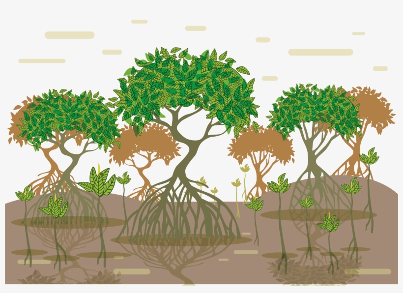 Image Library Stock Tropical And Subtropical Moist - Tanaman Bakau Di Pesisir Pantai, transparent png #5689241