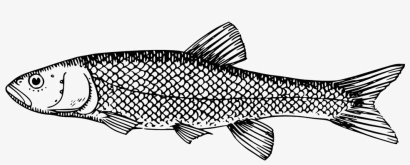 Black And White Fish Images - Milkfish Clipart Black And White