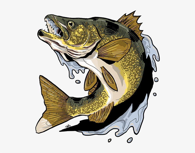 Walleye Design - Ray-finned Fish, transparent png #5691876