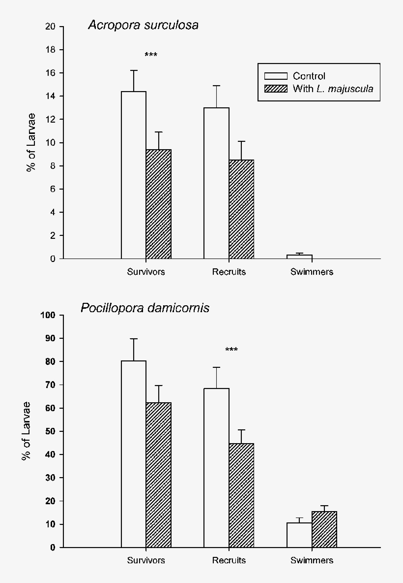 Fate Of Coral Larvae Subjected To Treatment ( Lyngbya - Diagram, transparent png #5692962