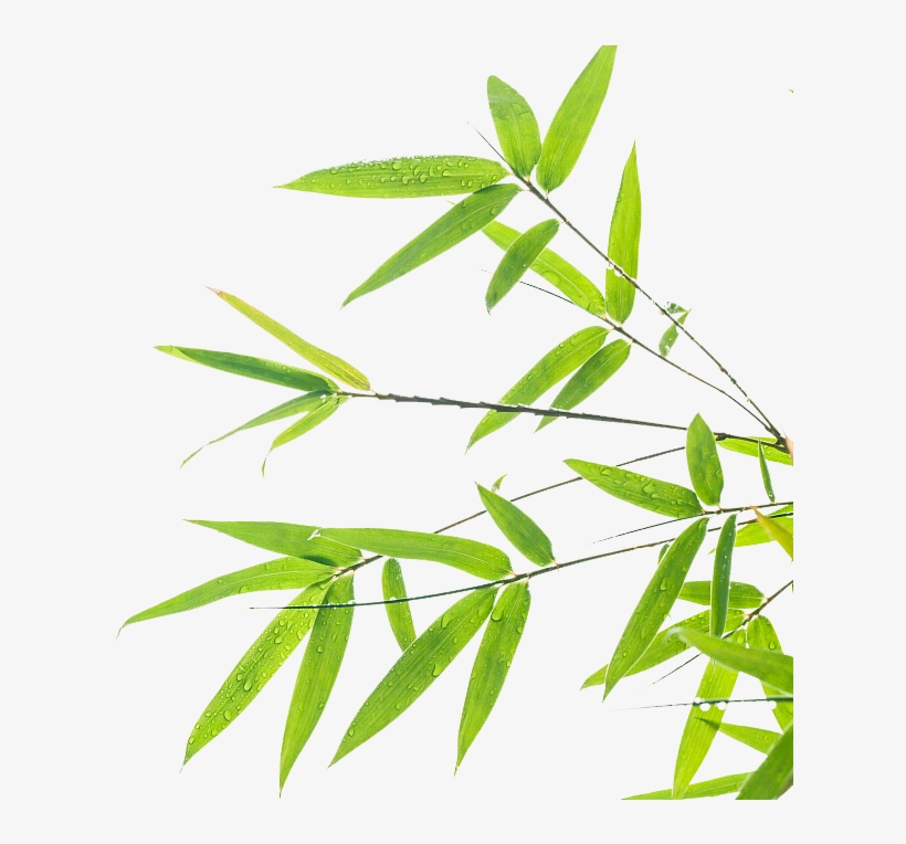 Green Wallpaper Background Design - Transparent Bamboo Background Png, transparent png #5694680