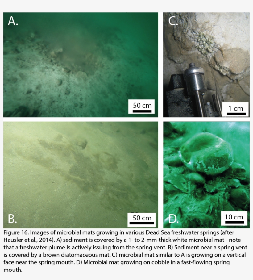 No Substantial Algal And Archaeal Blooms Have Developed - Marine Biology, transparent png #5695025