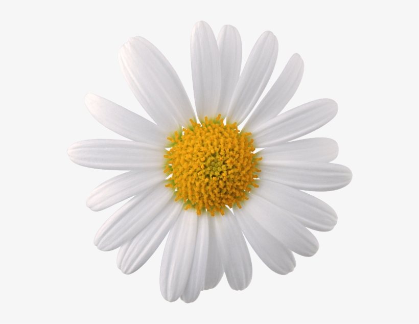 92 - Camomile Png, transparent png #5697521