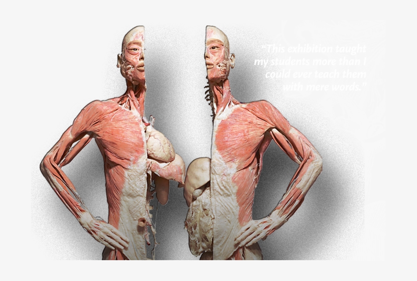 Photo Via - Bodies The Exhibition, transparent png #5699285