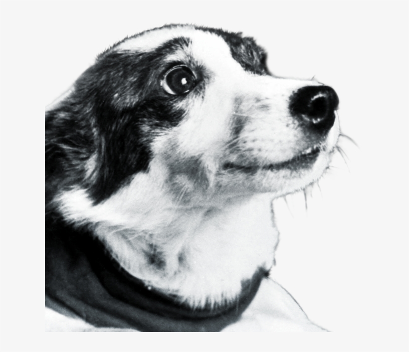 Dog, transparent png #5699876