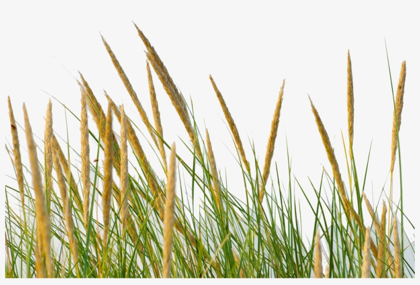 Grass Straw Png, transparent png #570244