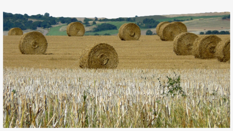 Hay Transparent Haystack - Hay, transparent png #570837