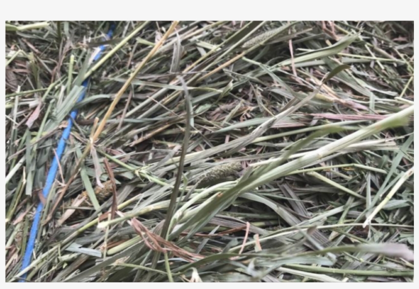 Hay For Sale In Westfield, Meadow-hay - Hay, transparent png #571329