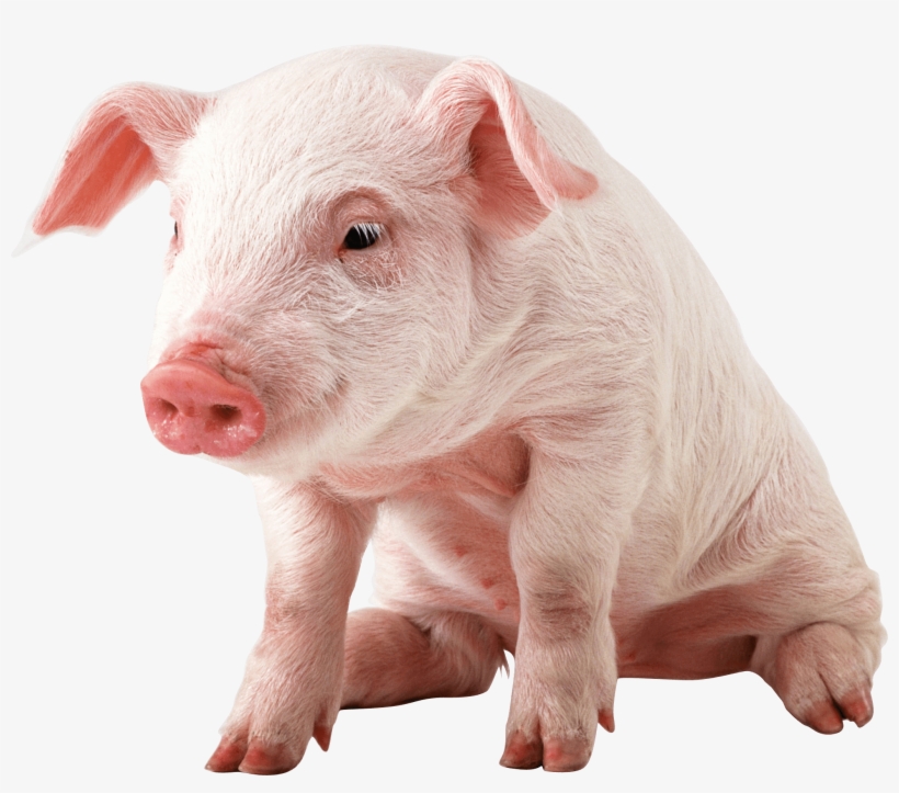 Small Pig Sitting - Baby Pig Png, transparent png #572312