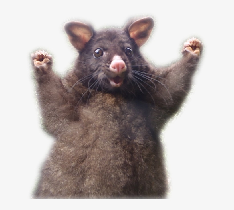 Half-assed Cutout - - Positive Possum, transparent png #572847