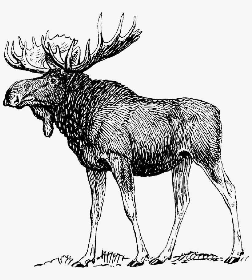 Mb Image/png - Moose Drawing, transparent png #573091