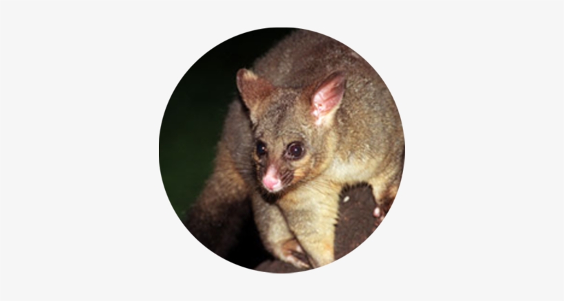 Posam Animal, transparent png #573210