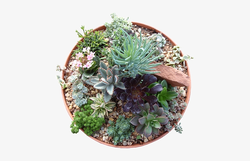 10 Succulent Bowl Gulley Greenhouse Garden Center - Succulent Plant, transparent png #573530