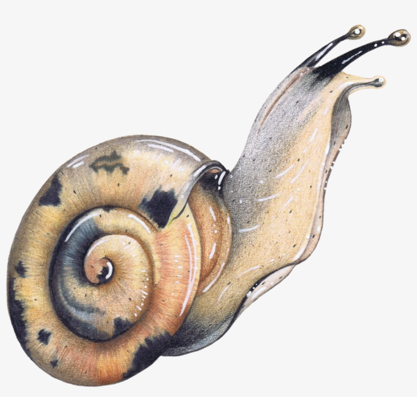 Colored Pencil Garden Snail Wildlife Illustration Animal - Garden Snail, transparent png #573534