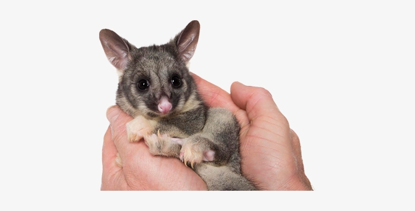 Fact Sheets - Child, transparent png #573564