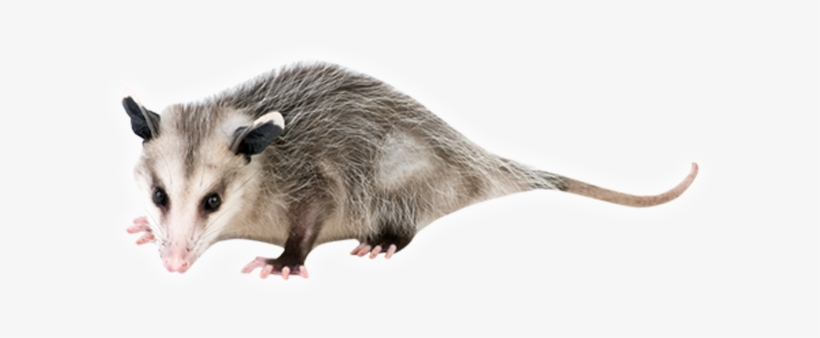 We Professionally Handle Opossum Trapping, Removal - Common Opossum, transparent png #573632