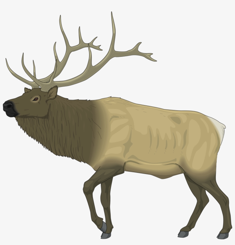 Collection Of Free Carriboo Clipart Raindeer Download - Elk Clip Art Free, transparent png #573657