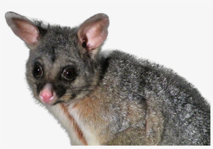 Their Design And Toxins Target Specific Pests And They - Marsh Rice Rat, transparent png #573772