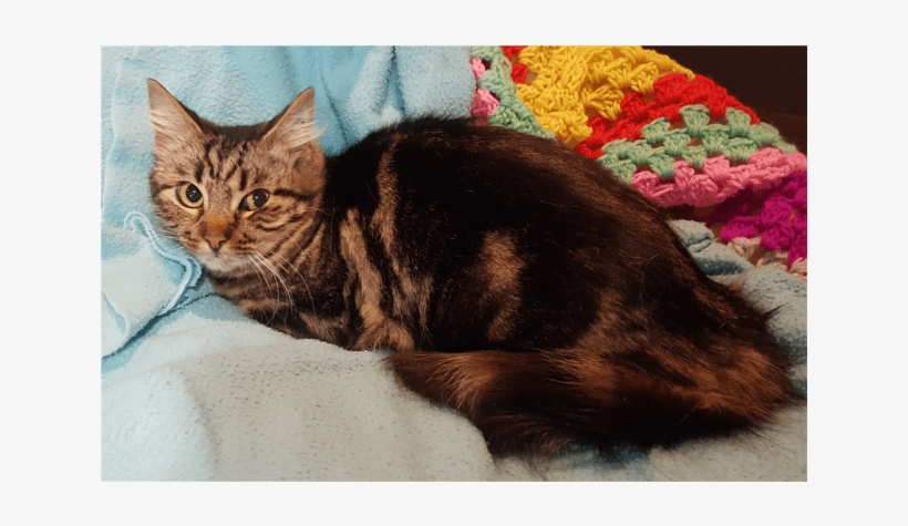 Photo Of Possum - Tabby Cat, transparent png #573933