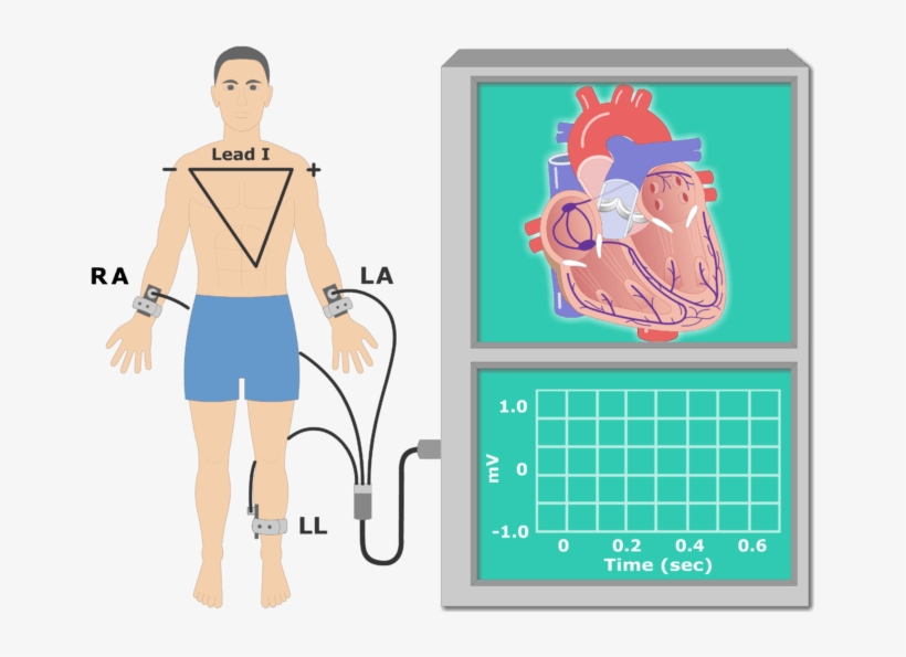 The P Wave Ekg Recording Animation Slide - Electrocardiography, transparent png #574382
