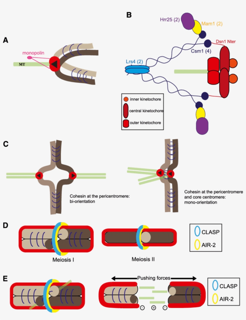 Mono-orientation Of Sister Kinetochores In Meiosis - Monopolin, transparent png #576187