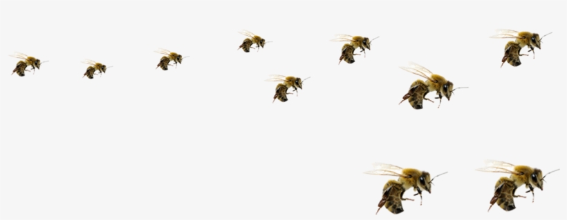 Flying Bee Png - Honeybee, transparent png #578551