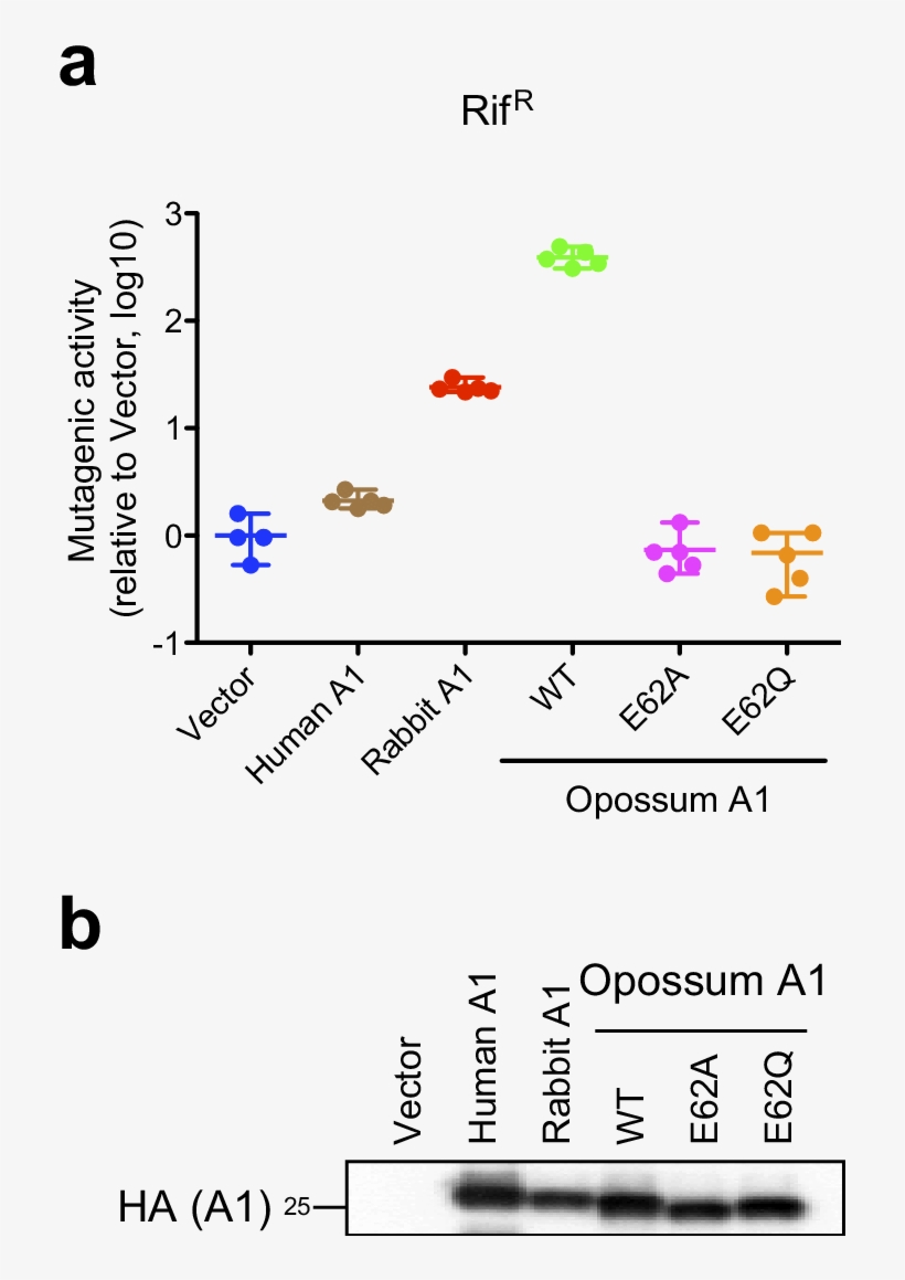 Free Download Mutagenic Activity Of Opossum A In E - Data, transparent png #579062