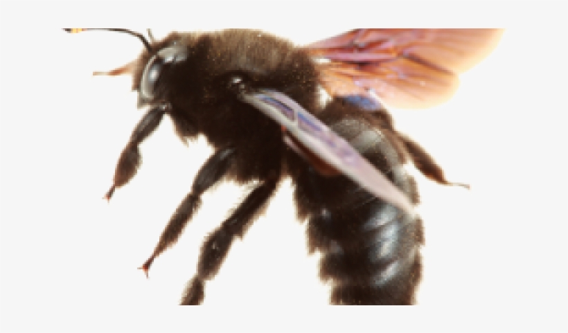 What's That Buzzing Around My Back Porch They Are Flying - Bee, transparent png #579203
