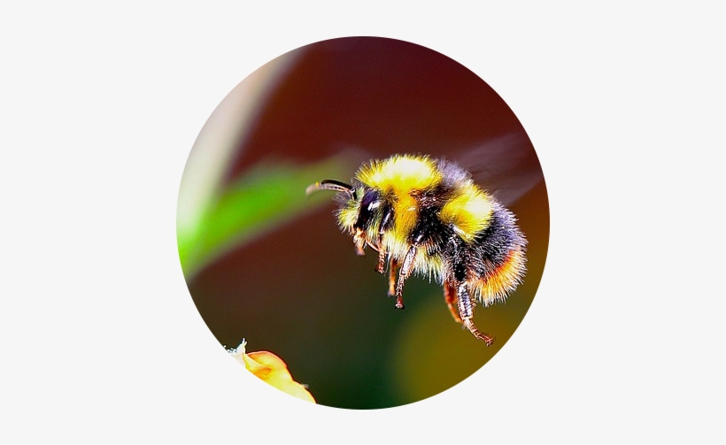 Bumble Bee Flying Towards A Flower - Real Life Cute Bee, transparent png #579393