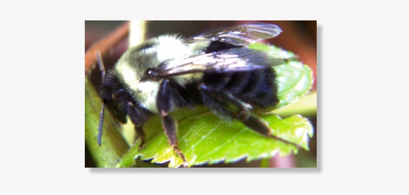 Bumble Bees Bumble Bees - Bee, transparent png #579599