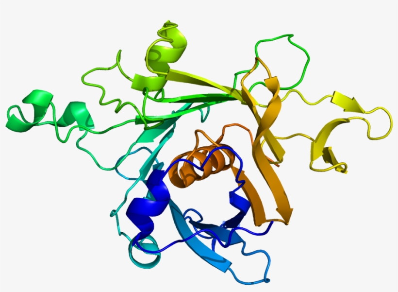 Protein Tub Pdb 1c8z - Tub, transparent png #579925