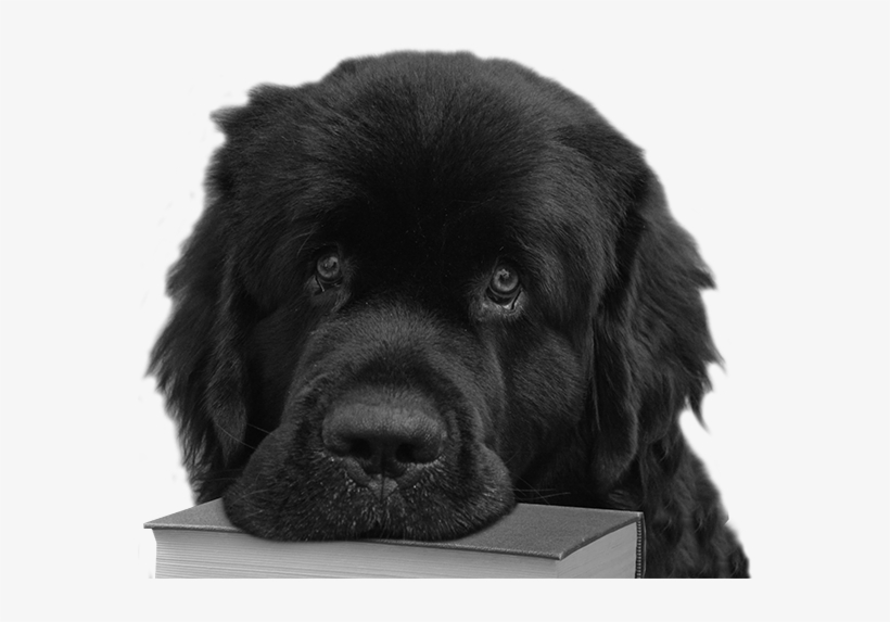 Fiorenzo - Ancient Dog Breeds, transparent png #5700087