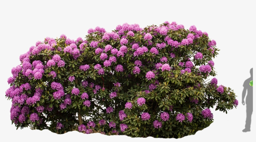 Rhododendron Roseum Elegans - Rhododendron Canescens, transparent png #5700283