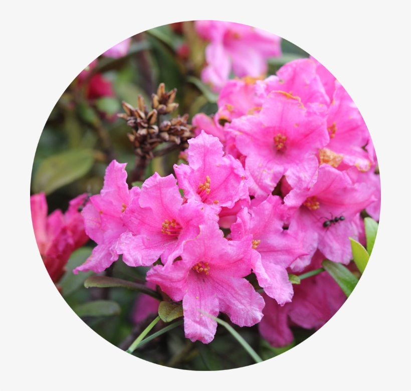 Quand Planter Un Rhododendron - Rhododendron Ferrugineum, transparent png #5700340