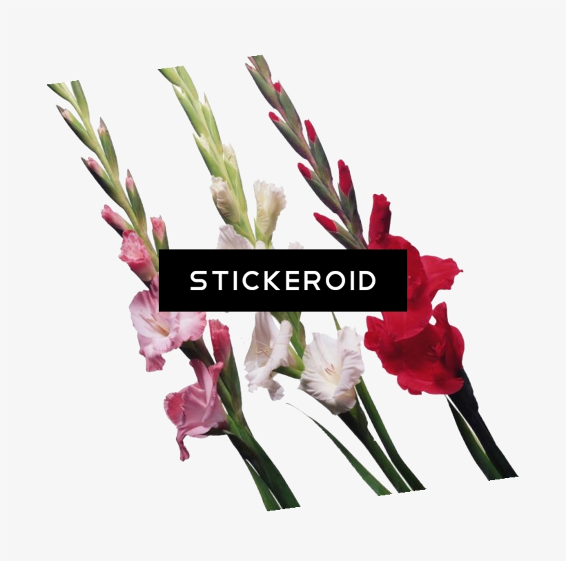 Gladiolus Flowers Nature - Gladiolus, transparent png #5702234