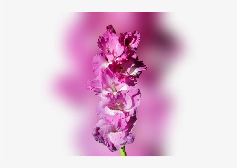 Color Palette Ideas From Flower Flowering Plant Image - Dactylorhiza Praetermissa, transparent png #5702368