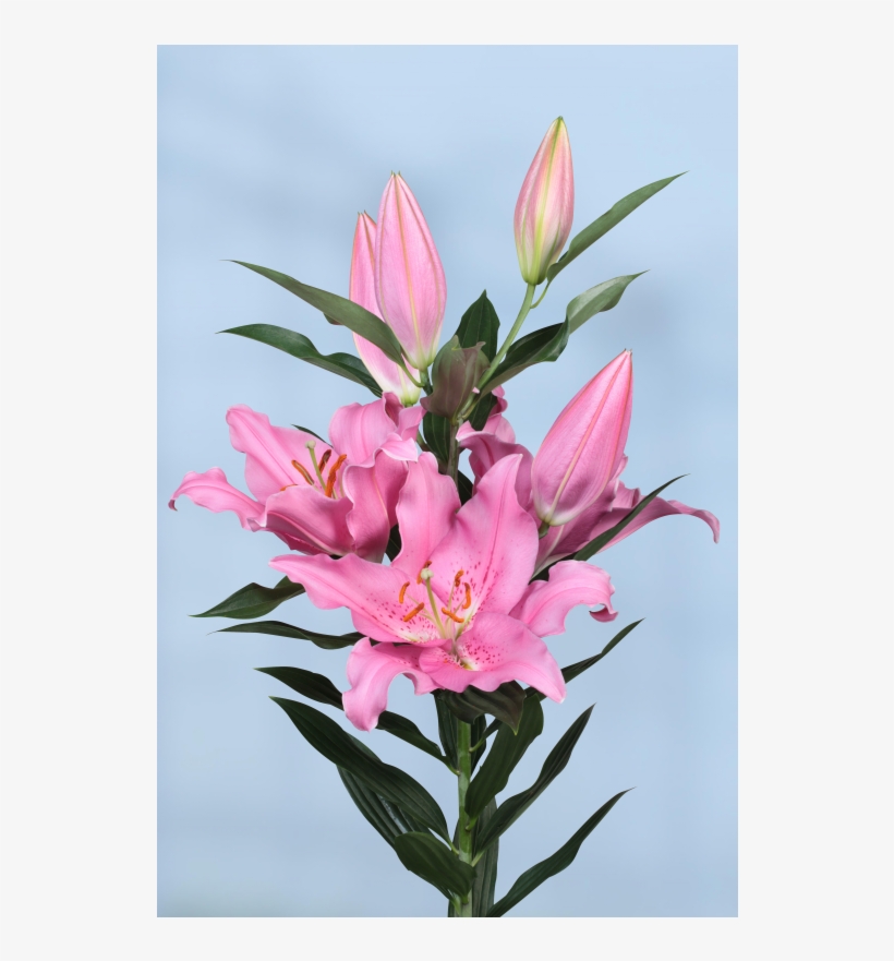 Lily, transparent png #5702541