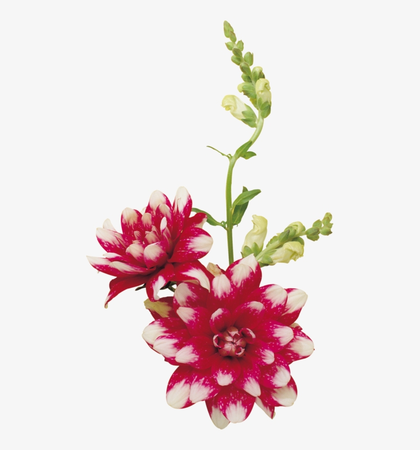 Publicat De Eu Ciresica La - Flower, transparent png #5702636