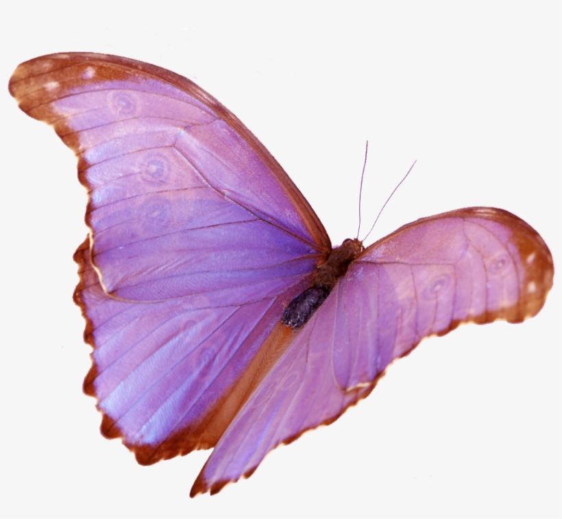 Wings, transparent png #5702707