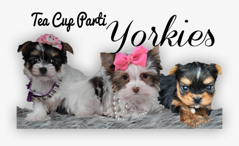 Tea Cup Parti Yorkies - Tea, transparent png #5703506