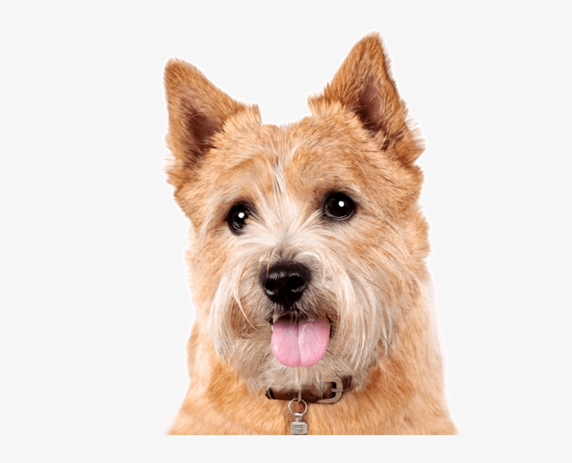 Search - Terrier, transparent png #5704064