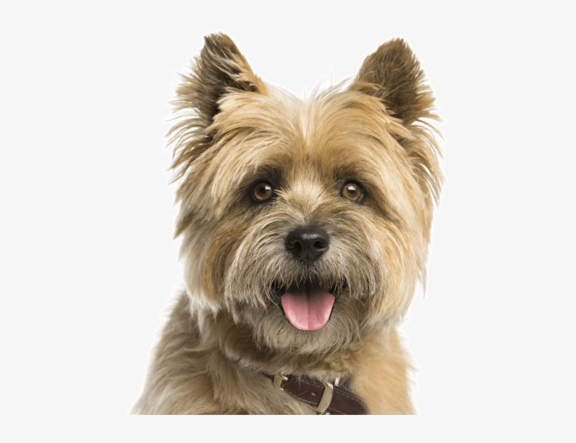 Cairn Terrier - Cairn Terrier No Background, transparent png #5704587