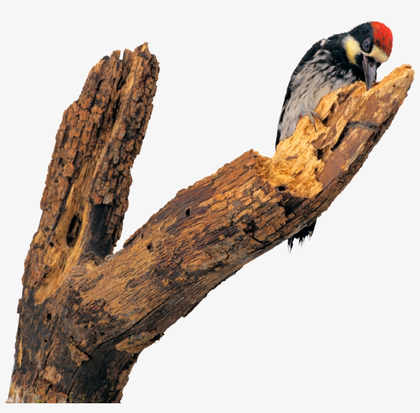 Woodpecker Png - Клипарт Дятел На Прозрачном Фоне, transparent png #5705502