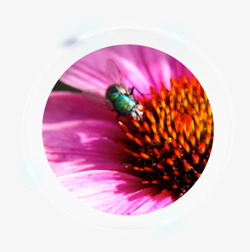 Fumigation Services - Macro Photography, transparent png #5705693