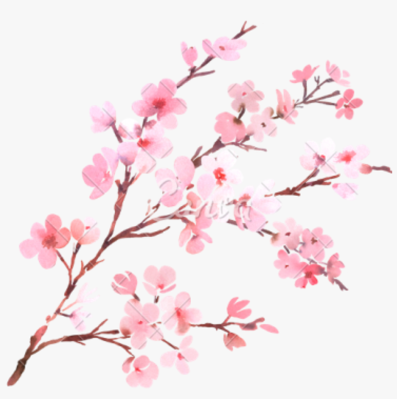 Clipart Png Download Cherry Blossom Free Png Transparent - Transparent Background Cherry Blossom Png, transparent png #5706612