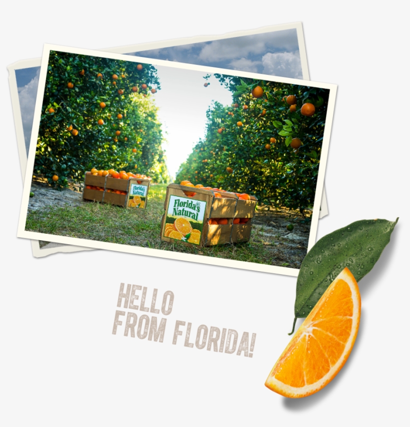 Our Juices - Rangpur, transparent png #5706669