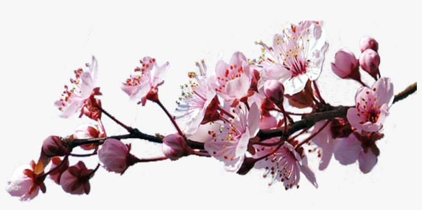 Ветки Сакуры Пнг, transparent png #5706671